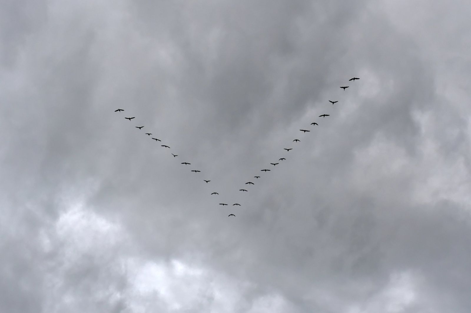 Wildgänse fliegen in V-Formation